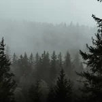 6 Eerie & Haunting Places In The Black Forest Of Germany