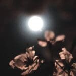Blossoming Under the Full Moon: A Guide to the Flower Moon