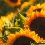 Embracing the Eternal Sun - Summer Solstice Spirituality
