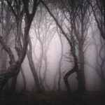 Exploring Hoia Baciu: Romania’s Infamous Haunted Forest