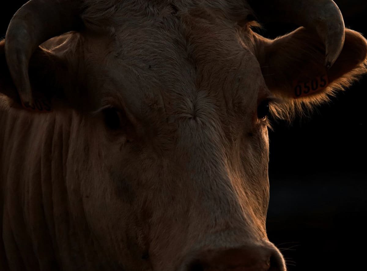 Rooted in Magic: A Witch’s Guide to Taurus Season