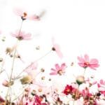 The Quiet Between Worlds: Pre-Beltane Energies and the Sacred Thaw