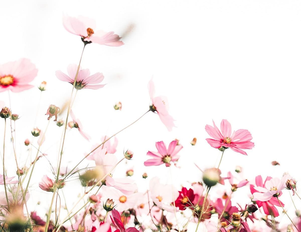 The Quiet Between Worlds: Pre-Beltane Energies and the Sacred Thaw