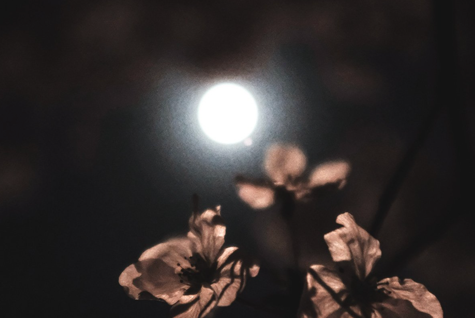 The Flower Moon in Scorpio: A Full Moon of Bloom, Depth, and Spiritual Shedding