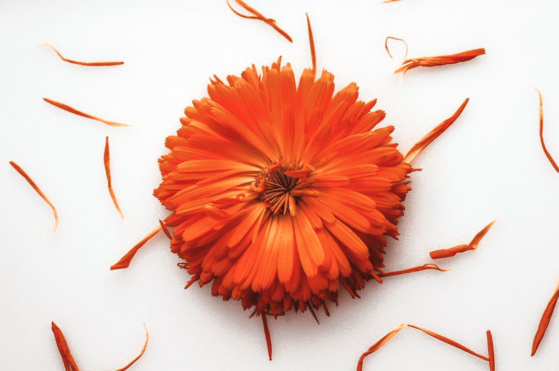 The Magic of Midsummer Plants: Herbal Allies for Protection and Power