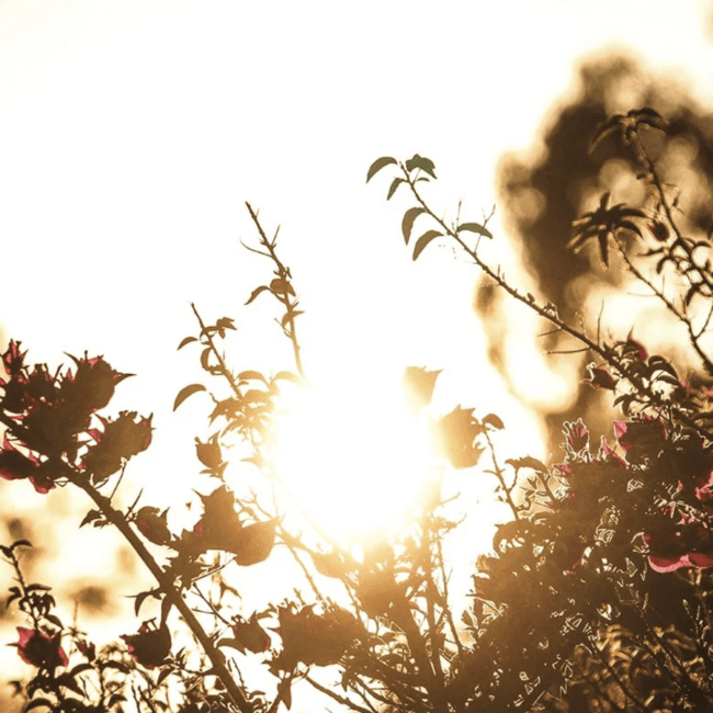 After the Sun Stands Still: Living the Magic of the Summer Season
