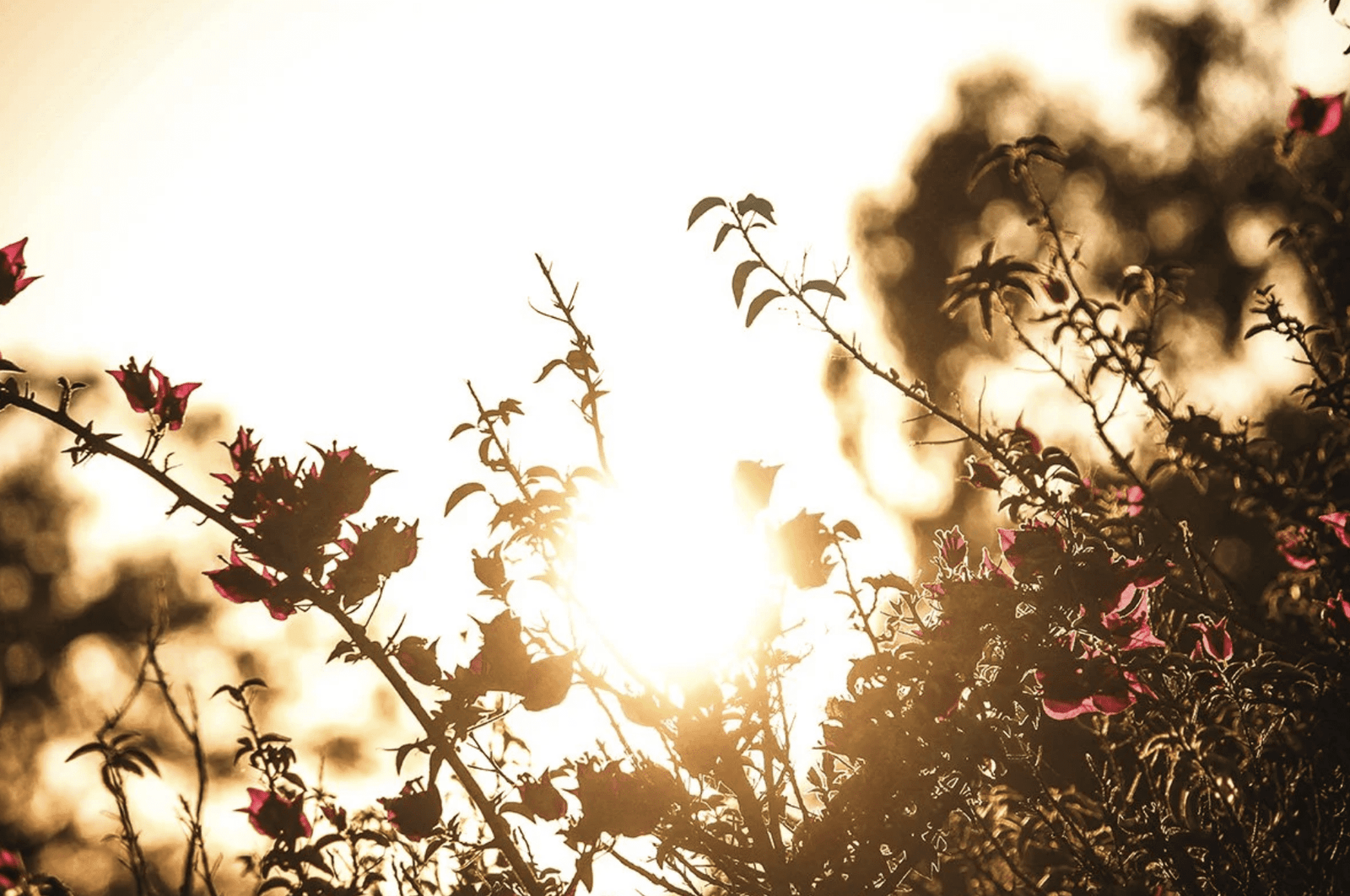 After the Sun Stands Still: Living the Magic of the Summer Season